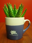 mug spring